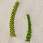 Basket stitch embroidery with green floss Basket stitch embroidery with green floss