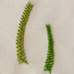 Bordado de punto cesta con hilo dental verde