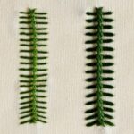 Embroidery stitch: Vandyke Stitch