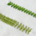 Embroidery stitch: Knotted Loop Stitch